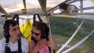 飛行機　猫　動画